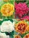 S15 Tulipa Fringed Double C (4x75)