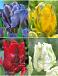S15 Tulipa Parrot C (4x75)