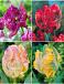 S15 Tulipa Parrot D (4x75)