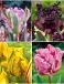 S15 Tulipa Parrot E (4x75)