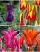 S15 Tulipa Lily-Flowering C (4x75)
