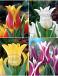 S15 Tulipa Lily-Flower D (4x75)