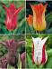 S15 Tulipa Lily-Flowering E (4x75)