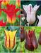 S15 Tulipa Lily-Flowering F (4x75)
