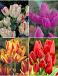 S15 Tulipa Bunch-Flowering A (4x75)