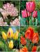 S15 Tulipa Bunch-Flowering C (4x75)