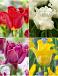 S15 Tulipa Crown (4x75)