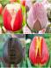 S24 Tulipa Jumbo A (4x75)