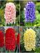 S24 Hyacinthus A (4x75)