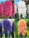 S24 Hyacinthus B (4x75)