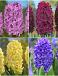 S24 Hyacinthus C (4x50)