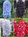 S24 Hyacinthus F (4x50)