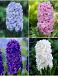 S24 Hyacinthus Double (4x40)