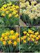 S15 Narcissus Miniature B (4x100)