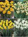 S15 Narcissus Miniature C (4x100)