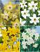 S15 Narcissus Miniature D (4x100)