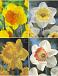 S24 Narcissus Single C (4x50)
