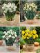 S24 Narcissus Fragrant (4x50)