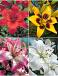 S32 Lilium Asiatic (4x30)