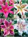 S32 Lilium Oriental (4x30)