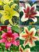 S32 Lilium OT (4x30)