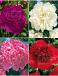 S32 Paeonia (4x12)