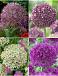 S24 Allium A (4x50)