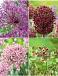 S15 Allium B (3x50/1x100)