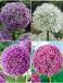S24 Allium C (4x15)