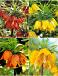 S24 Fritillaria A (4x10)