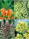 S24 Fritillaria B (4x10)