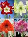S32 Amaryllis (Hippeastrum) A (4x8)