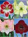 S32 Amaryllis (Hippeastrum) C (4x8)