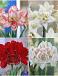 S32 Amaryllis Double (Hippeastrum) A (4x8)