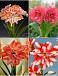 S32 Amaryllis (Hippeastrum) Double B (4x8)