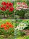 S32 Amarino's (Hardy -7C Hippeastrum (4x10)
