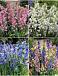 S15 Hyacinthoides Hispanica (4x150)