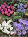 S15 Crocus Autumn Flowering (2x50/2x100)