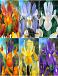 S15 Dutch Iris (6x80)