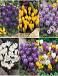 S15 Crocus Large Flowering (6x150)
