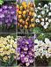 S15 Crocus Botanical A (6x200)