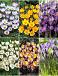 S15 Crocus Botanical B (6x200)