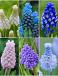 S15 Muscari A (6x100)