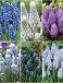 S15 Muscari B (6x100)