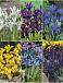 S15 Iris Reticulata (6x150)