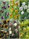S15 Fritillaria Smallflowering (6x75)