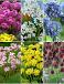 S15 Allium Smallflowering (6x200)