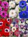 S15 Anemone Double (6x200)