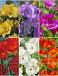 S15 Freesia Double (6x200)