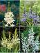 S24 Camassia (4x50)